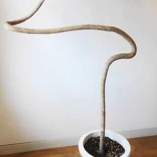 個性的でオシャレな観葉植物アラレア