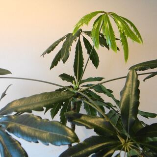 個性的でオシャレな観葉植物アラレア 個性的でオシャレな観葉植物アラレア