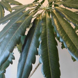 個性的でオシャレな観葉植物アラレア