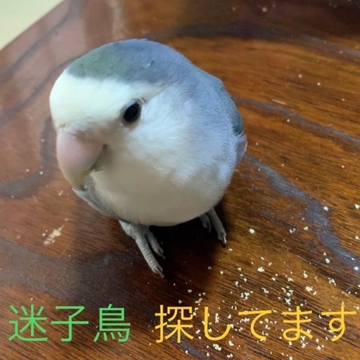 コザクラインコを探しています マツ 大阪のその他の助け合い ジモティー コザクラインコを探しています マツ 大阪のその他の助け合い ジモティー