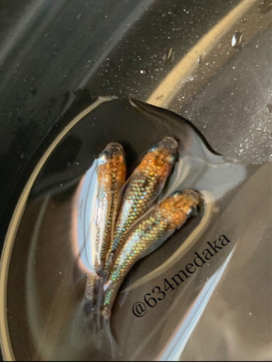 極上 忘却の翼メダカ有精卵個 A 極ラメラメメダカめだか 634メダカ 千本のその他の中古あげます 譲ります ジモティーで不用品の処分