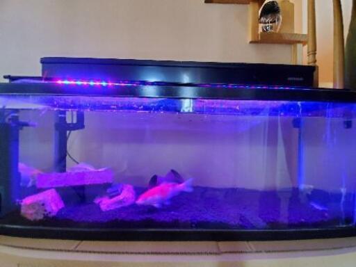 90センチ水槽と台とコーナーフィルターとその他　交渉中 90センチ水槽と台とコーナーフィルターとその他 交渉中