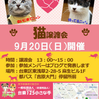 9/20⭐️譲渡会開催❣️子猫たち − 東京都