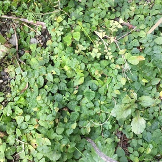 ●プミラ（白斑なしの緑一色）観葉植物　石津