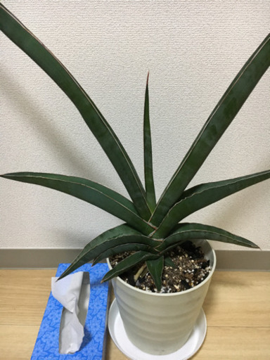 お引き渡し決定しました サンスベリアロブスター観葉植物 けいた 梶が谷の生活雑貨の中古あげます 譲ります ジモティーで不用品の処分