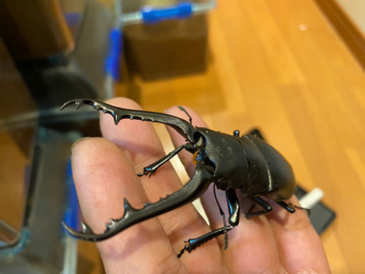 昆虫ネット販売専門 兜鍬屋 翔佳 新飯塚のその他の中古あげます 譲ります ジモティーで不用品の処分