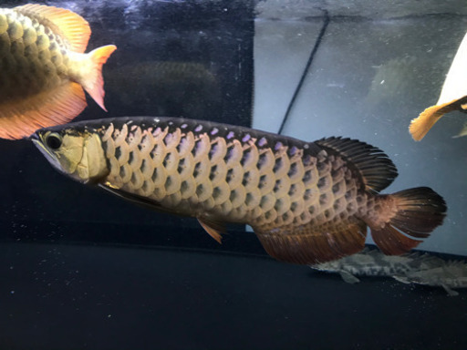 熱帯魚水槽買い取ります ネオ 熊本のリサイクルショップの無料広告 無料掲載の掲示板 ジモティー