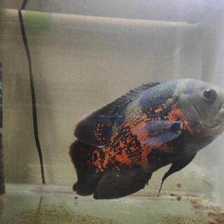 90×30×36水槽 熱帯魚 生体