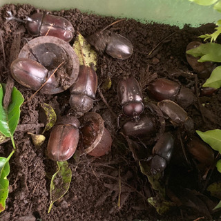  【受付再開します】カブトムシ成虫のメス カブトムシ・クワガタた...