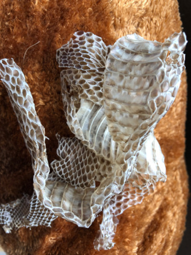 蛇の抜け殻 ポコナナ 調布の服 ファッションの中古 古着あげます 譲ります ジモティーで不用品の処分