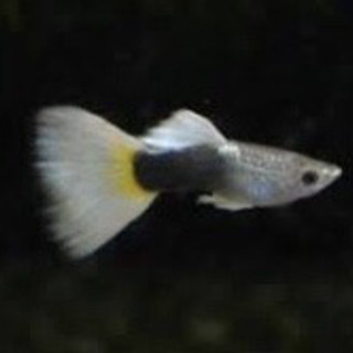 大阪府の金魚 助け合い ジモティー 大阪府の金魚 助け合い ジモティー