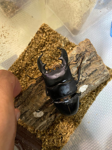 大型血統】スマトラオオヒラタ ギネスライン ♂101.2 単品