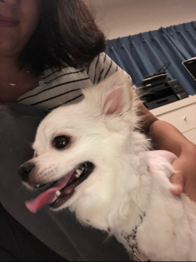 里親さん候補決まっています チワワミックス犬オス あい 南桜井の犬の里親募集 ジモティー 里親さん候補決まっています チワワミックス犬オス あい 南桜井の犬の里親募集 ジモティー