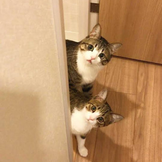 9 6 9 7 猫カフェいきませんか 福岡天神 塚さん 西鉄福岡 天神 の友達のメンバー募集 無料掲載の掲示板 ジモティー 9 6 9 7 猫カフェいきませんか 福岡天神 塚さん 西鉄福岡 天神 の友達のメンバー募集 無料掲載の掲示板 ジモティー