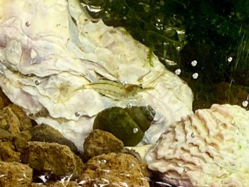 1匹10円ミナミヌマエビビオトープアクアリウム Komugi67 三田のその他の中古あげます 譲ります ジモティーで不用品の処分