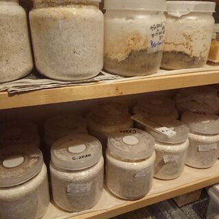 ハーキュリー血統証明付 2令幼虫 郵送しません‼️