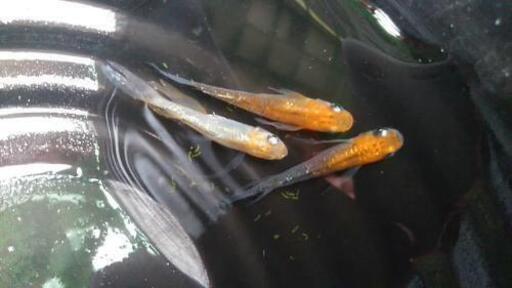 1ペアカレンヒレナガめだか Hunter水路 宮の陣のその他の中古あげます 譲ります ジモティーで不用品の処分