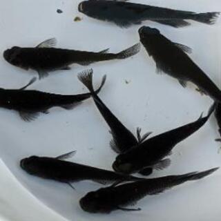 めだか オロチ 黒蜂 幹之フルボディなど 各15匹程度 Novi 二軒茶屋のその他の中古あげます 譲ります ジモティーで不用品の処分 めだか オロチ 黒蜂 幹之フルボディなど 各15匹程度 Novi 二軒茶屋のその他の中古あげます 譲ります ジモティーで不用品の処分