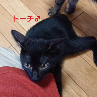 カギ尻尾が可愛い黒猫トーチ君、里親様募集の画像