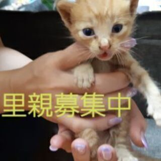 (急募)生後約2～3週間の子猫ちゃん4匹います - 那覇市