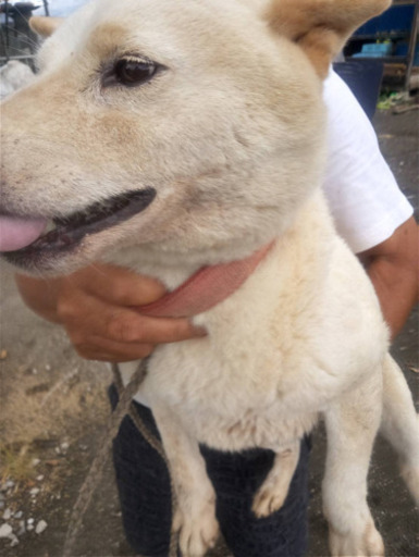 シニア柴犬シロちゃん新しい家族を募集します Iio 明覚の犬の里親募集 ジモティー