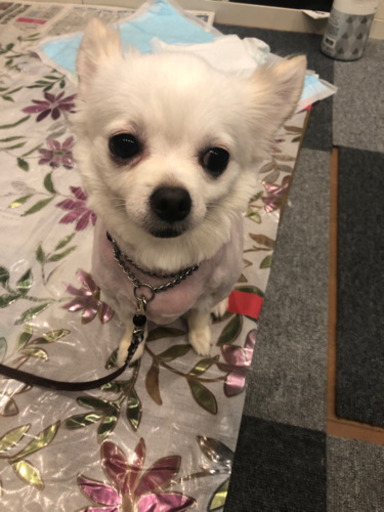 里親さん候補決まっています チワワミックス犬オス あい 南桜井の犬の里親募集 ジモティー 里親さん候補決まっています チワワミックス犬オス あい 南桜井の犬の里親募集 ジモティー