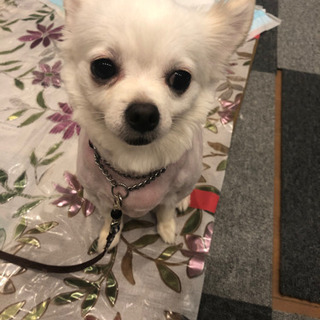 里親さん候補決まっています チワワミックス犬オス あい 南桜井の犬の里親募集 ジモティー 里親さん候補決まっています チワワミックス犬オス あい 南桜井の犬の里親募集 ジモティー