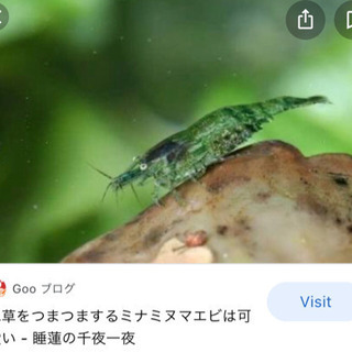 ヌマエビ 助け合い ジモティー