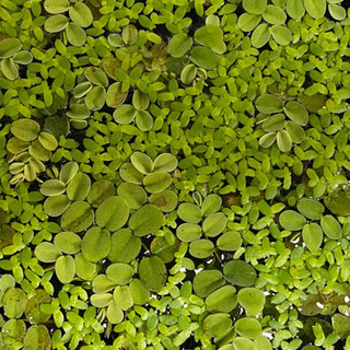 サルビニア ククラータとアオウキクサの浮き草アソート 無農薬 メダカのボウル付き 龍香めだか 神戸のその他の中古あげます 譲ります ジモティーで不用品の処分