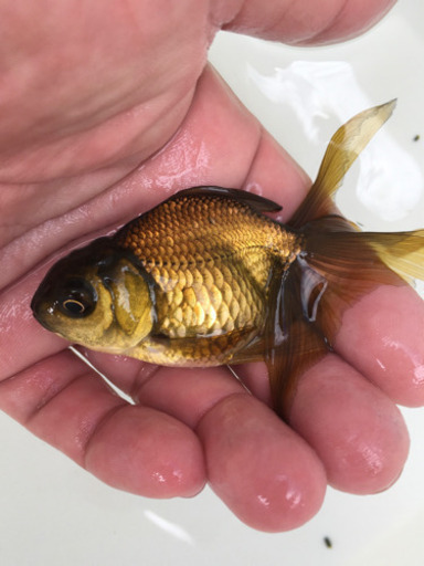 オランダ獅子頭黒系 国産金魚将来楽しみ癖の無い綺麗な個体です かずや 志紀のその他の中古あげます 譲ります ジモティーで不用品の処分