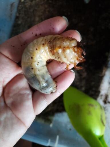 35g特大カブトムシ幼虫匹 保証数匹とケースセット レプタイルジャック てだこ浦西のその他の中古あげます 譲ります ジモティーで不用品の処分
