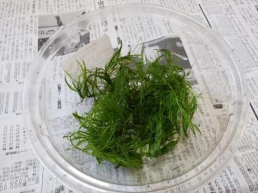値下げしました メダカ用水草マツモcm程度 タカポン 大野城のその他の中古あげます 譲ります ジモティーで不用品の処分 値下げしました メダカ用水草マツモcm程度 タカポン 大野城のその他の中古あげます 譲ります ジモティーで不用品の処分