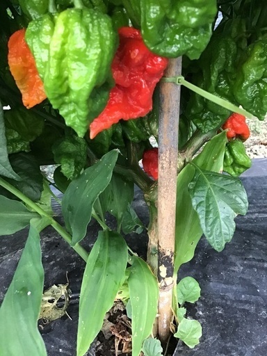 激辛唐辛子キャロライナリーパー こーちん 富岡の食品の中古あげます 譲ります ジモティーで不用品の処分