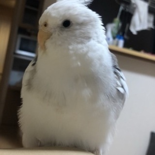 オカメインコを探しています。