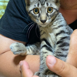 もう少しで3ヵ月の子猫です。