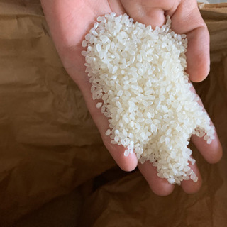 新品種令和４年キヌムスメ新米玄米３０キロ　無農薬