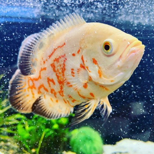 熱帯魚オスカー 退会ユーザー 唐津の買いたい くださいの助け合い ジモティー