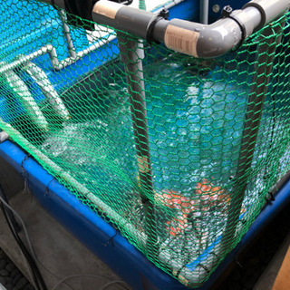 水槽 生簀 錦鯉 濾過層 しおじい 姫路のその他の中古あげます 譲ります ジモティーで不用品の処分