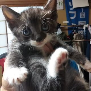 子猫、生後約１か月:里親募集 - 里親募集