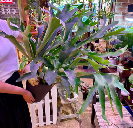 観葉植物‼️コウモリラン‼️ビカクシダ‼️破格です❤️