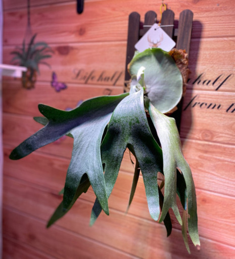 観葉植物コウモリランビカクシダネザーランド板付 葉っぱ屋 Crea 板宿のその他の中古あげます 譲ります ジモティーで不用品の処分