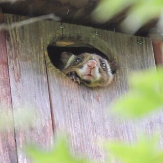 高尾山のムササビと出会う