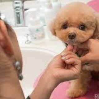 【さいたま市大宮】トリマーさん大募集‼【アルバイト・パート】🐕🐶✨💕