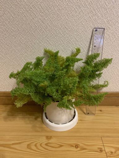 観葉植物 スコッチモス アッシュ 中島公園のその他の中古あげます 譲ります ジモティーで不用品の処分
