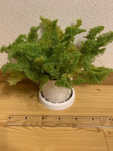 観葉植物 スコッチモス アッシュ 中島公園のその他の中古あげます 譲ります ジモティーで不用品の処分