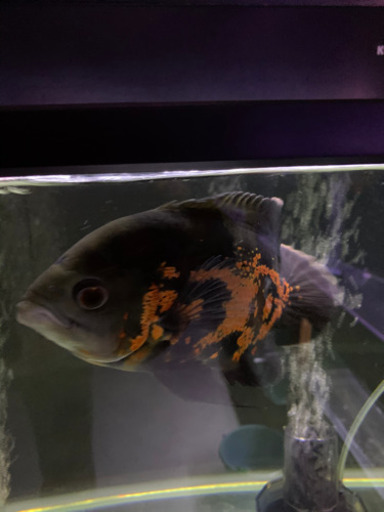 熱帯魚　タイガーオスカー