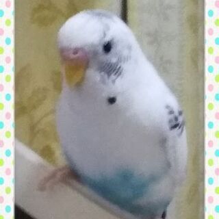 セキセイインコを探しています。 - その他