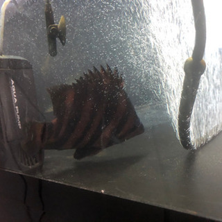 ダトニオ美バンド