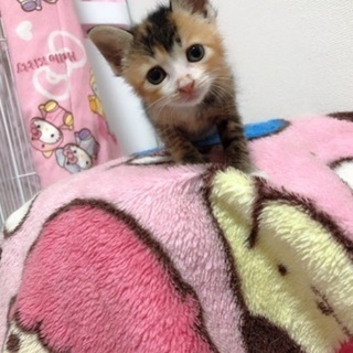 新しい飼い主さんを探してます！！！