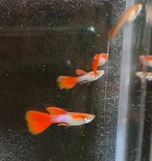 グッピー 10種 稚魚全て 珍しい品種もいます 虹月華 菊池のその他の中古あげます 譲ります ジモティーで不用品の処分 グッピー 10種 稚魚全て 珍しい品種もいます 虹月華 菊池のその他の中古あげます 譲ります ジモティーで不用品の処分